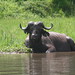 Murchison Falls National Park impressions - IMG_5516