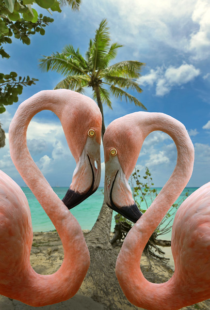 flamingos on beach