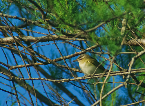 Red-eyed
Vireo