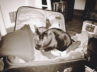 A cat is living in my suitcase.