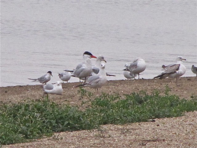 Caspian and Forster's Terns at Clinton Lake 04