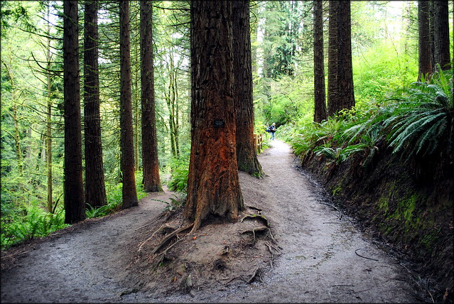 Wildwood Trail - Hoyt Arboretum - Portland, Oregon