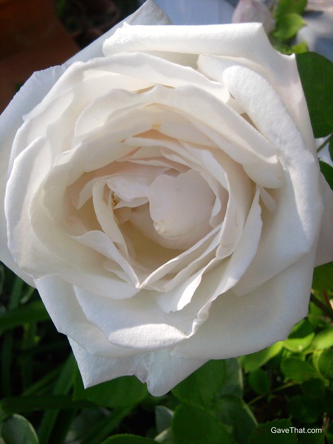 White Old Garden rose growing and blooming this May