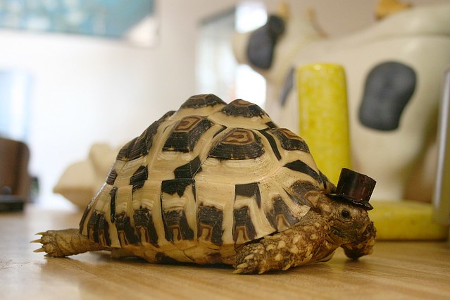 Tortoise in a Top Hat