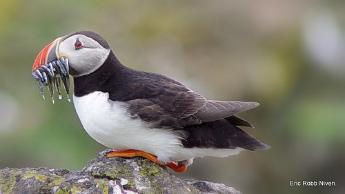 Puffin (more sandeels for tea!)