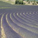 Lavender La Rochegiron Haute Provence
