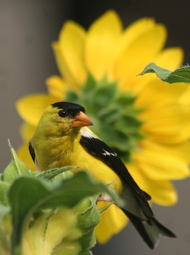 American Goldfinch and Sunflower -- !!@@@@@@@@@@@@&&&%F GHF(1)