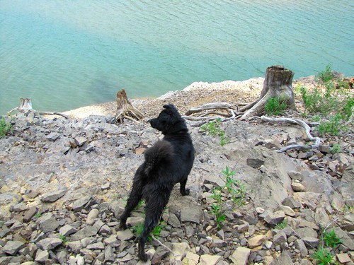 Bear Cub on the edge