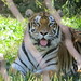 Tigers_102 posted by *Ice Princess* to Flickr