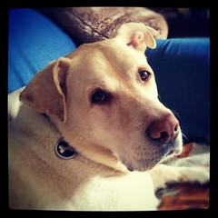 Mr Handsome #dogs #happydog #dogsofinstagram #dogstagram #love #mutt #rescue #instadog #petstagram #bigdog