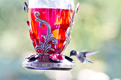 hummingbirds 10