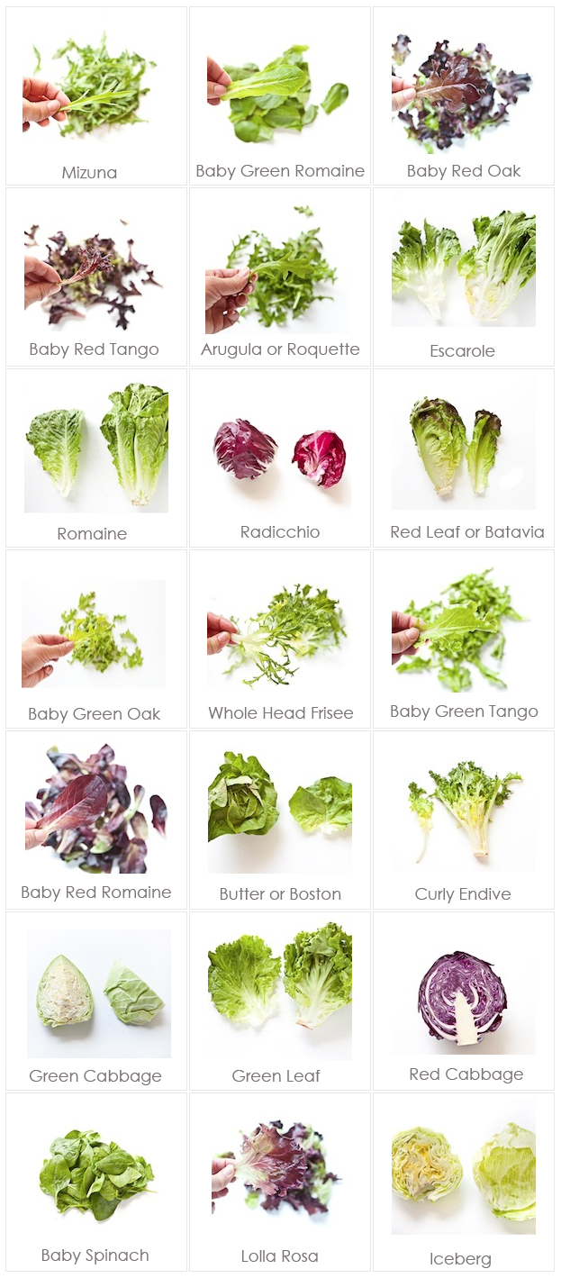 lettuce varieties with photos and names