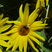 20120916_0062 Helianthus maximiliani and green bottle fly Phaenicia sericata posted by chipmunk_1 to Flickr