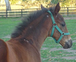 Foal with lice.
