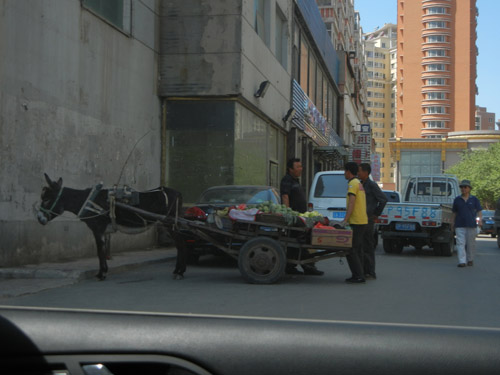 Fruit Vendor and His Donkey, Shenyang, China _ 0372