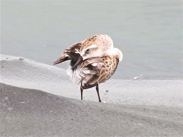 Semipalmated Sandpiper at Gridley Wastewater Treatment Ponds in McLean County, IL 14
