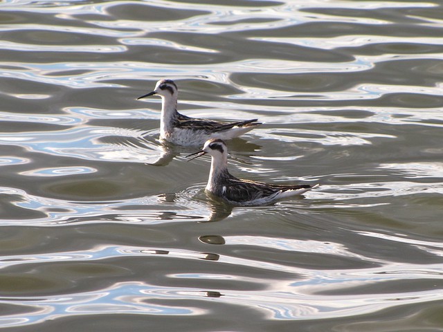 Red-necked Phalarope at Gridley Wastewater Treatment Ponds 187