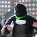 2012-09-22 gorillas-3196