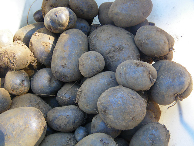blue potatoes