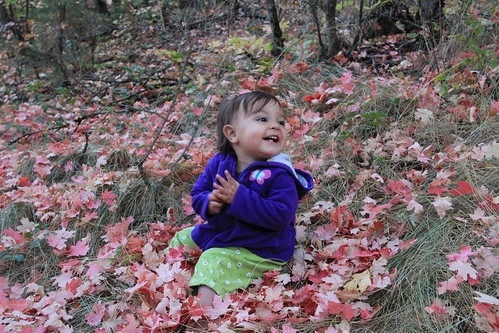 Jovie sitting in the red leaves 6
