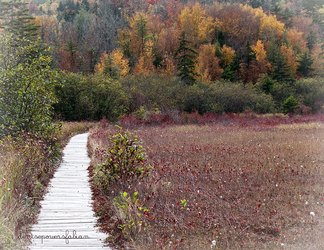 Autumn at Cranberry Glades