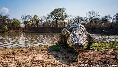 Croc by Burrard-Lucas Wildlife Photography