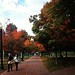 Boston Common colors posted by laurajuanita to Flickr