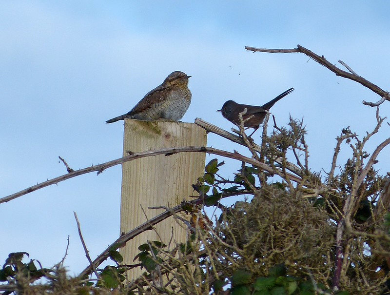 Dartford Warbler and Wryneck, near Strumble Head