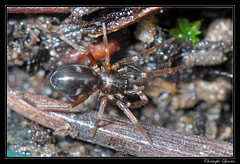 Araneae/Corinnidae