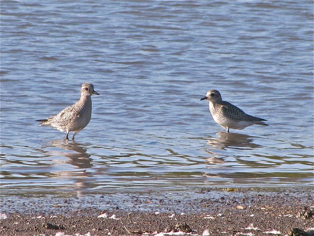 Black-bellied Plover at Evergreen Lake in McLean County 12