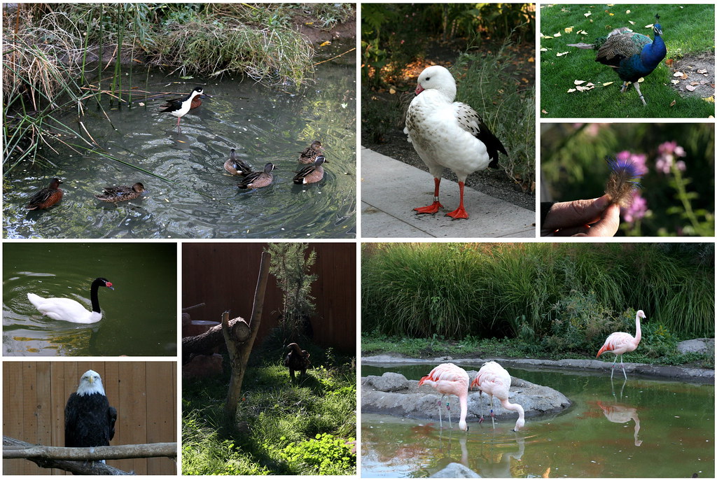 aviary collage