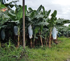 plantation: bagged banana stems