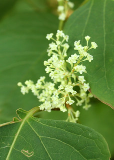 Japanese Knotweed blossoms