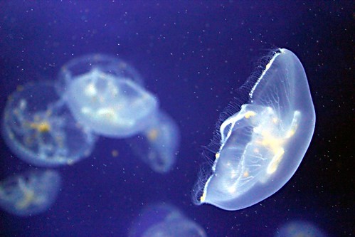 Jellyfish (Genova, Italy) by ©MD_photography