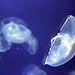 Jellyfish (Genova, Italy)