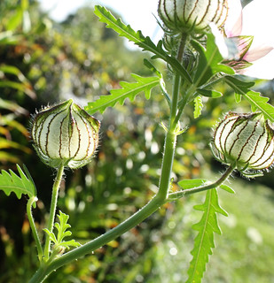 Flower-of-an-hour immature seed pods