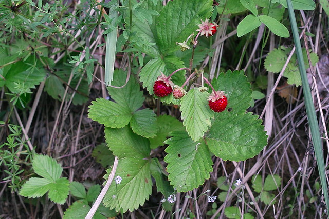 SDIM6934  Wild Strawberries. On the left bank of the Nudol River near the sand pit SSE of Shchekino (Щекино)
