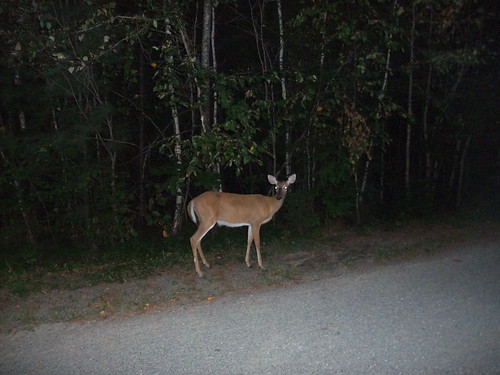 deer near Fredericton