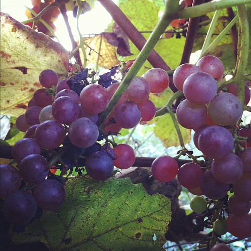Reliance Seedless grapes have a citrusy, almost grapefruit flavor #organicgarden #urbangarden #maine #zone6a