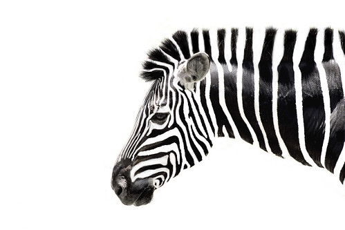 無料写真素材|動物|馬・ウマ|シマウマ
