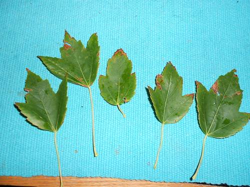 Leaves to fold into Roses