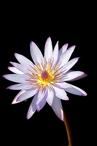 Purple water lily stands tall above blackened pool by jungle mama