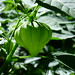 20120916 Physalis fruit posted by chipmunk_1 to Flickr