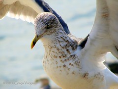 gaivotas | seagulls