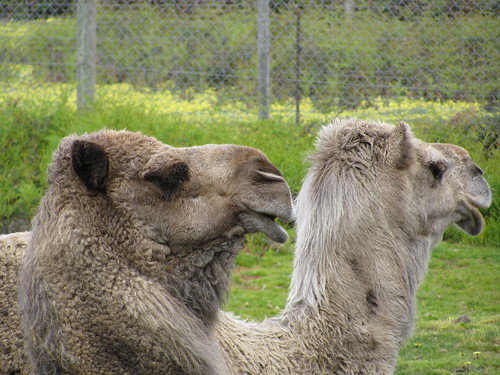 Camels at Halls Gap Zoo by holidaypointau