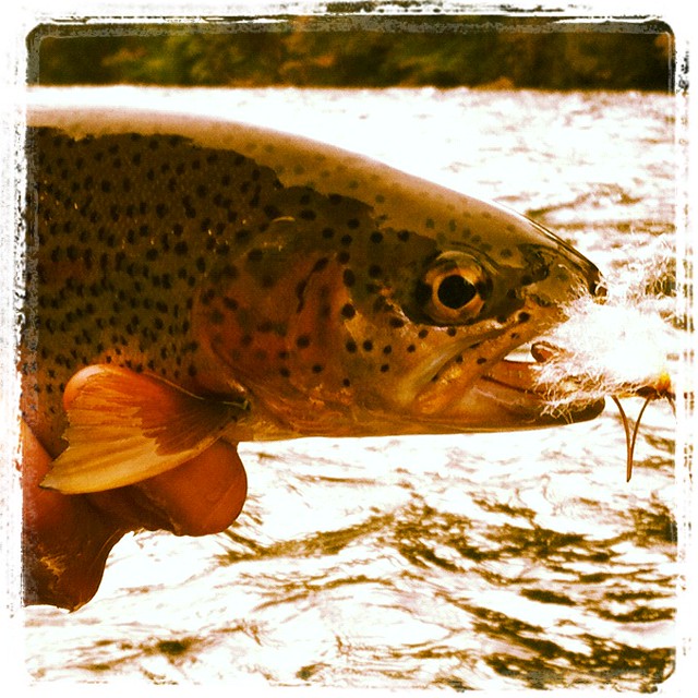 mckenzie river wild trout