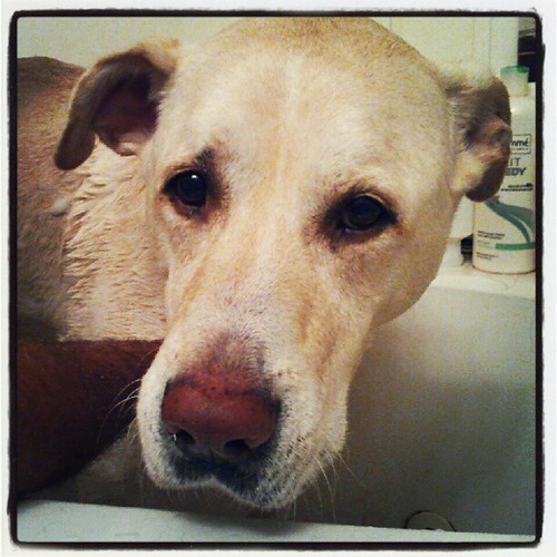 Zeus' #bath turn. My big #love looks so #unhappy  #mutt #bigdog #dogs #dogstagram #adoptdontshop #petstagram