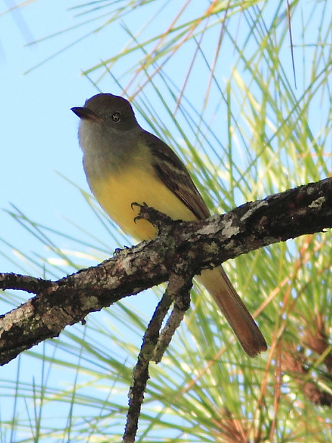 Great Crested Flycatcher 20120930