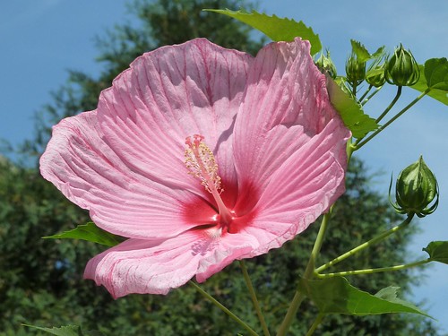 Chicago, Ravenswood, Pink Hibiscus Flower