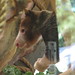 TreeKangaroo_014 posted by *Ice Princess* to Flickr